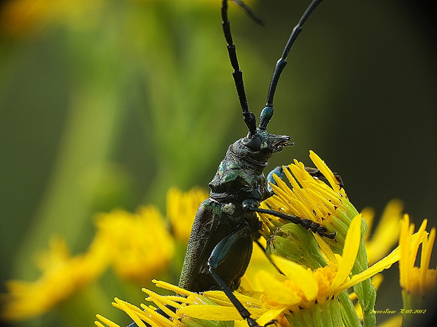 Wonnica piżmówka (Aromia moschata)