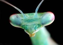 Miomantis binotata L2