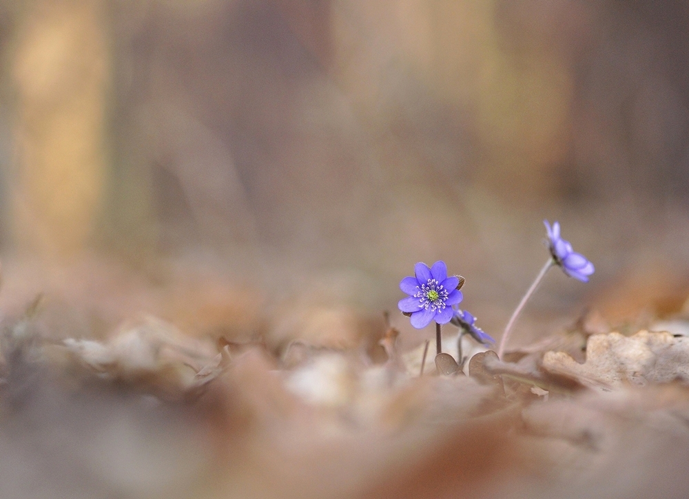 Przylaszczka pospolita (Hepatica nobilis)