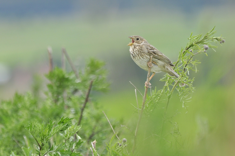 potrzeszcz - Emberiza calandra