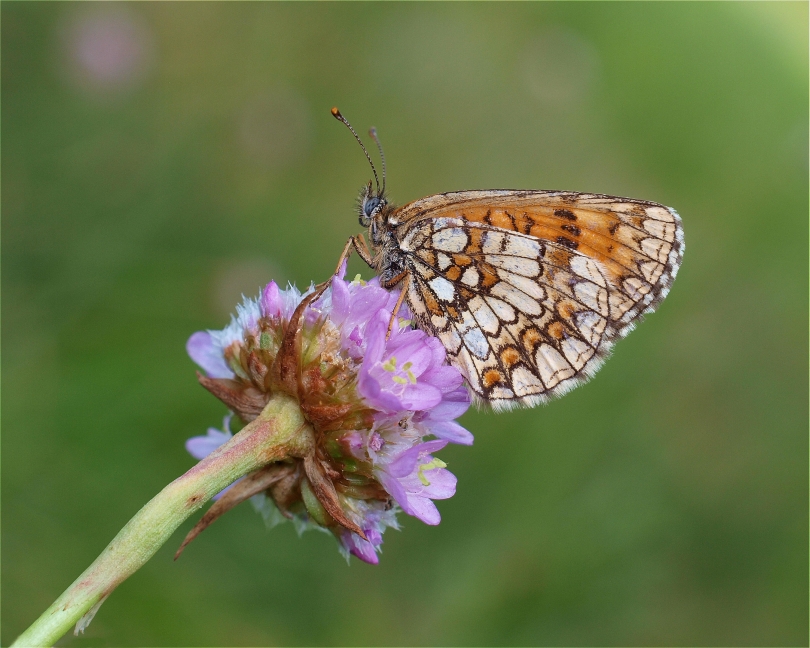 Przeplatka Atalia