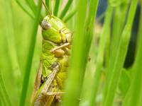 Grasshoper