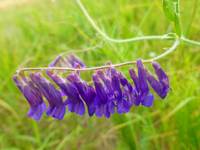 Purple Flower