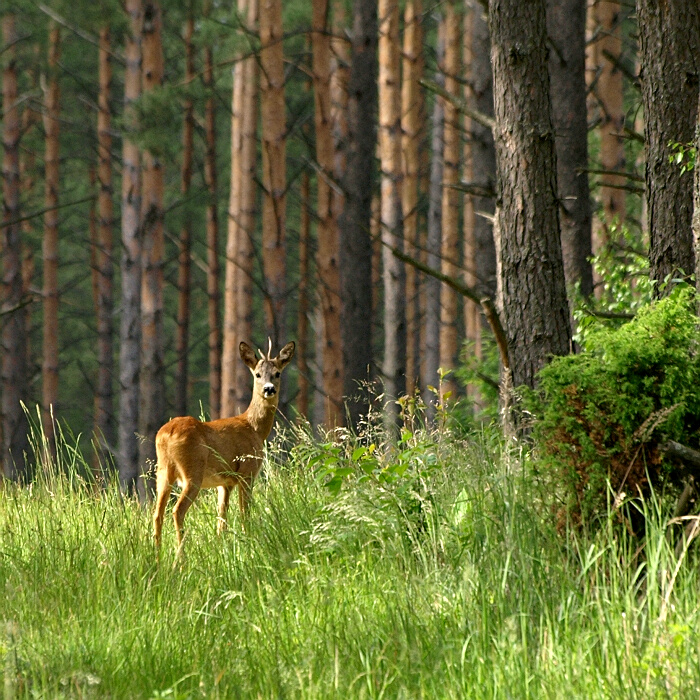 W naturalnym środowisku.