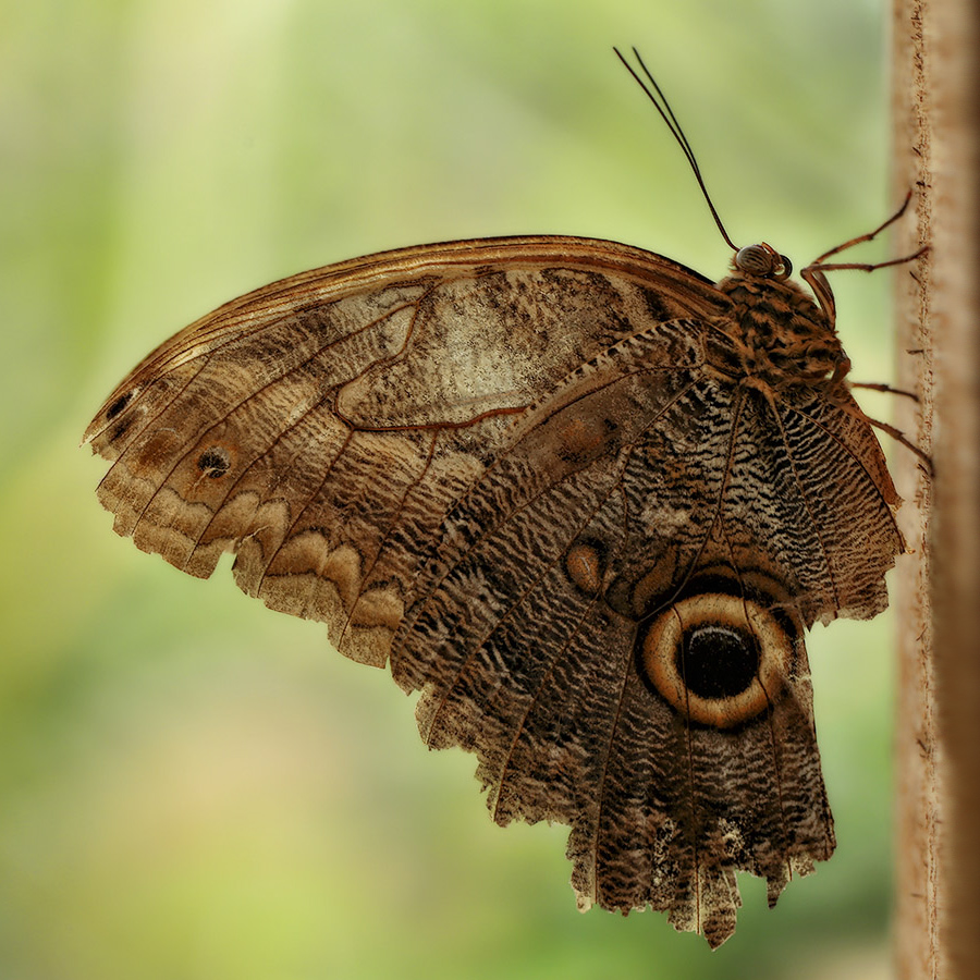 Caligo memmon