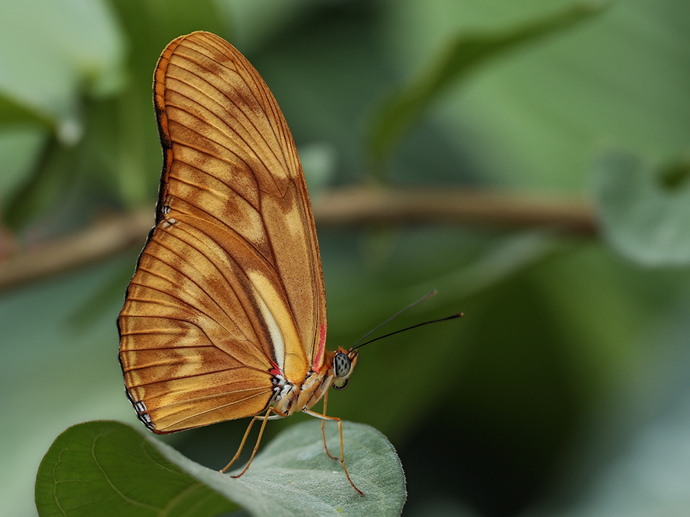 Dryas Julia