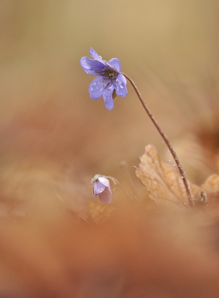 Przylaszczka pospolita (Hepatica nobilis)