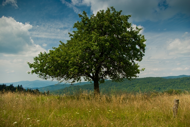 Samotnik