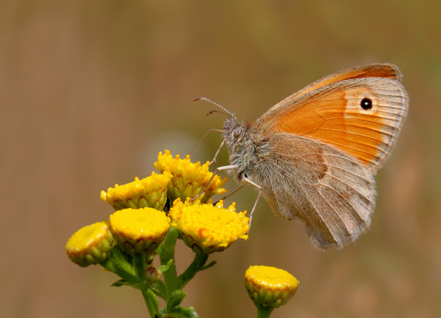 Motyl