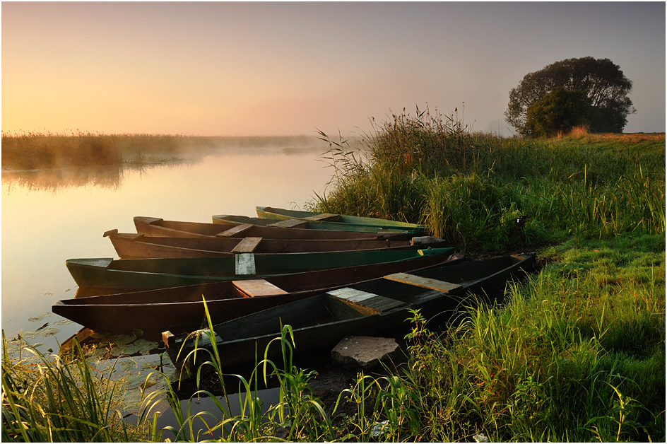 Narew