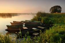 Narew