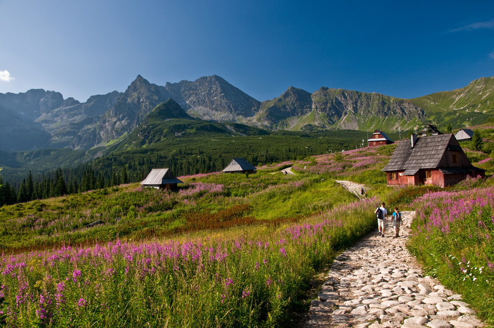 Hala Gąsienicowa