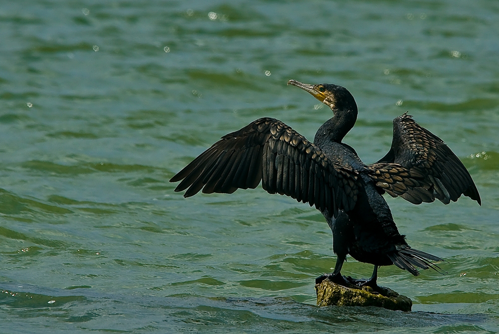 Kormoran