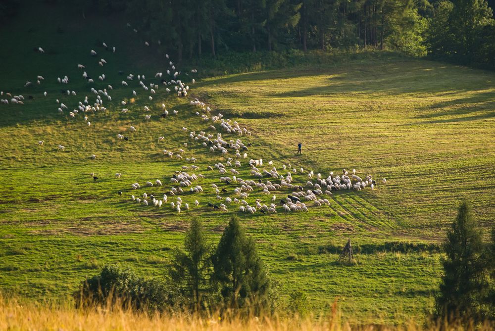 perełki na halach