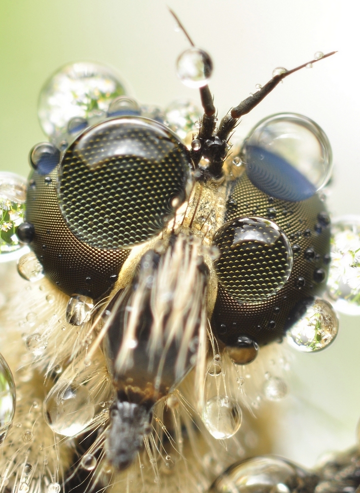 Łowiec czarniawy (Machimus atricapillus)