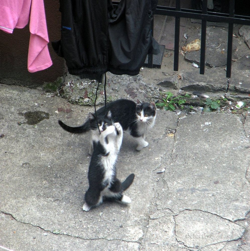 Opowieści ze śląskiego podwórka, cz.x. \"Karate Kitty\"