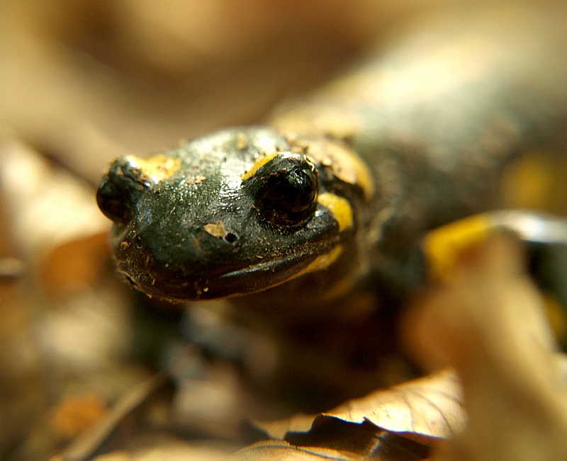 salamandra plamista