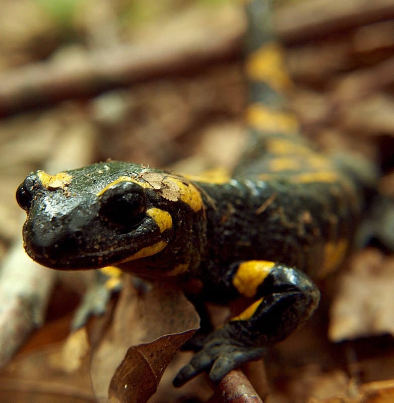 salamandra plamista