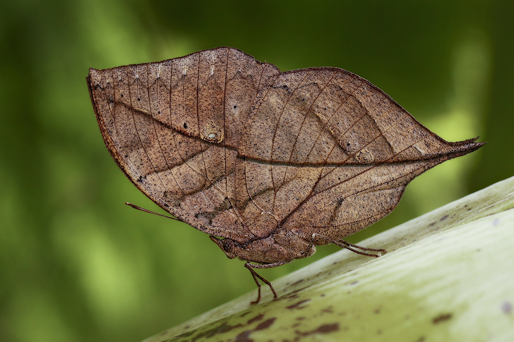 Kallima inachus