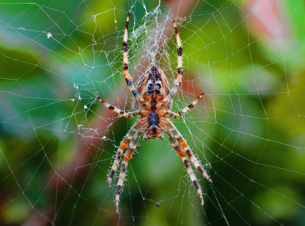 Araneus