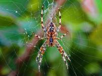 Araneus