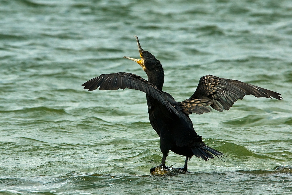 Kormoran