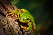 Rzekotka drzewna (Hyla arborea)