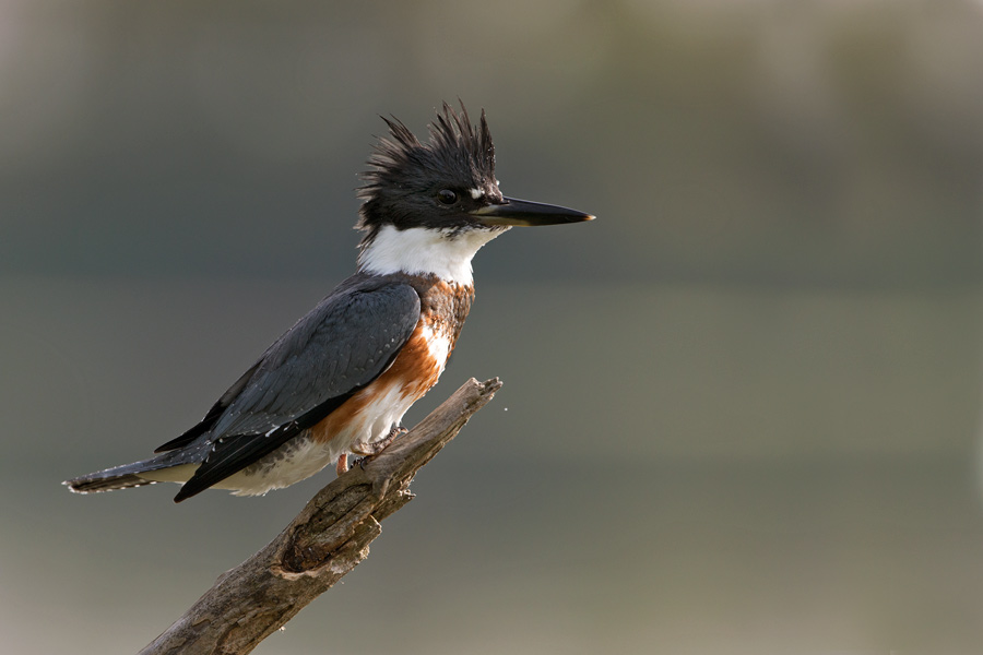 Rybaczek popielaty ( Megaceryle alcyon)