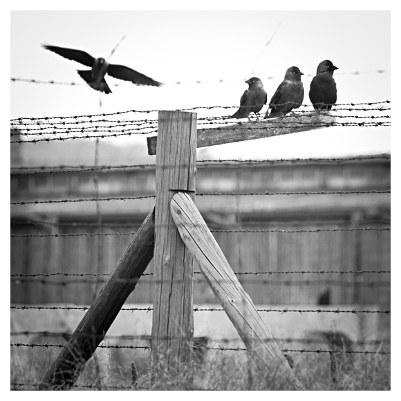 Majdanek w kwadracie