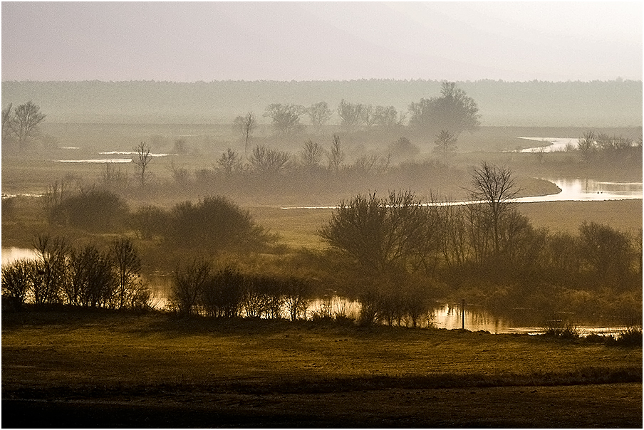 Narew