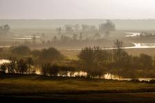 Narew