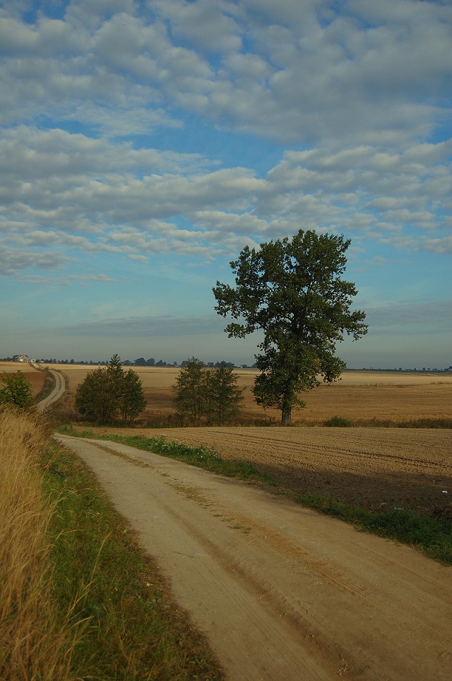 Pójdziemy w pole w ranny czas