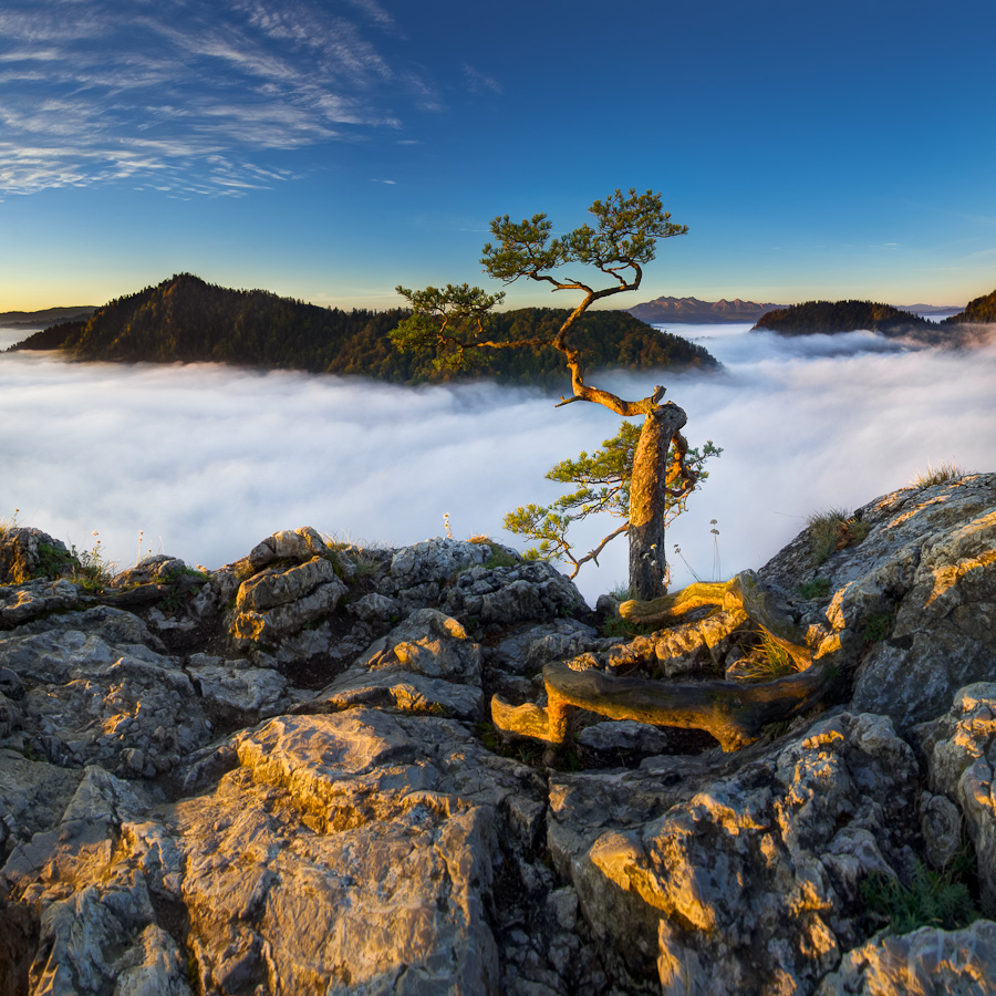 pienieńskie bonsai