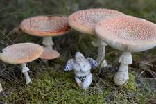 amanita muscaria