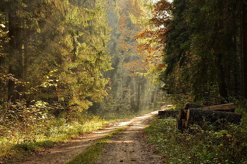 Puszcza Romincka