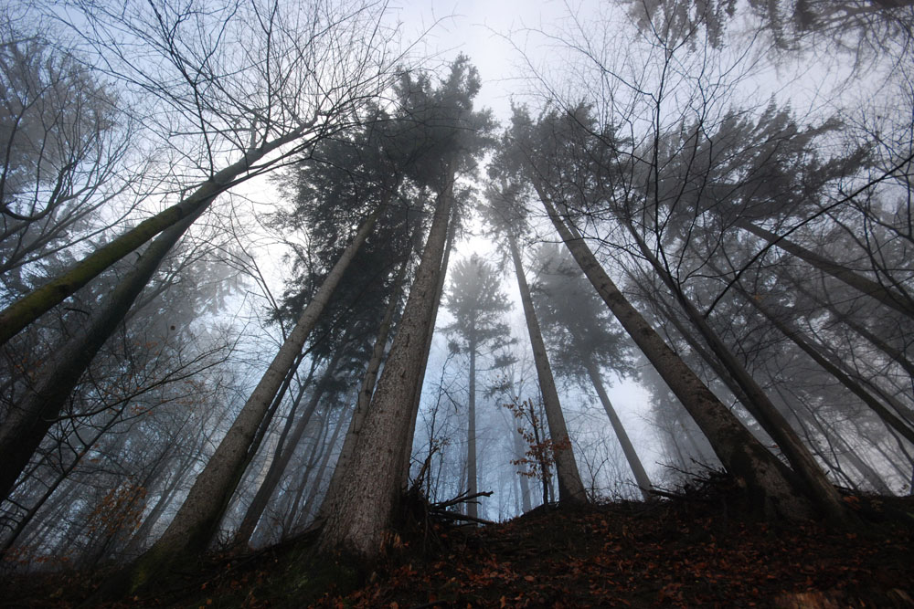 Carpathian Forest