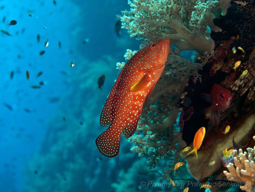 Coral Grouper