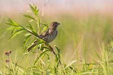 Potrzeszcz (Emberiza calandra)