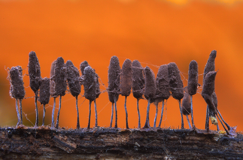 Stemonitis sp.