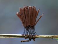 Stemonitis sp.