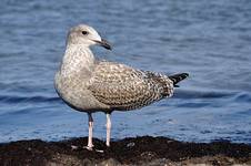 Mewa srebrzysta (Larus argentatus)