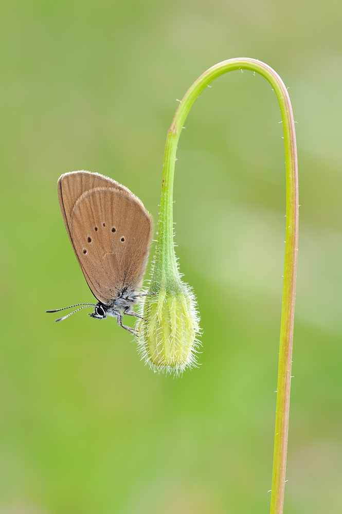 Zielona Latarnia