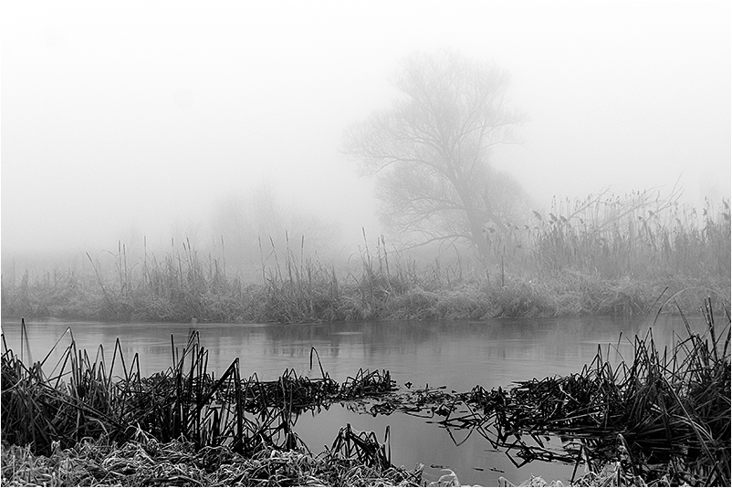 Narew