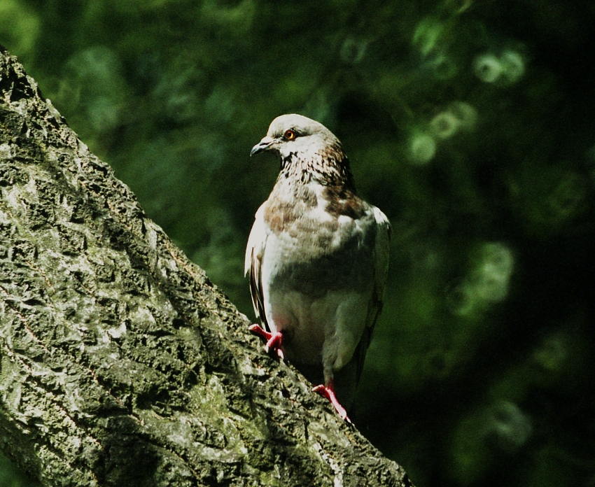 W Parku Sołackim