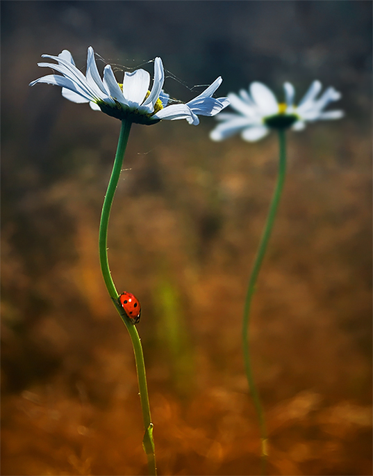 Hothouse flowers...