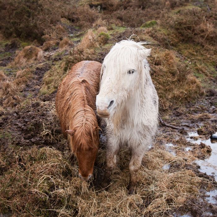 Ponies