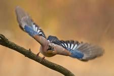 Sójka (Garrulus glandarius)