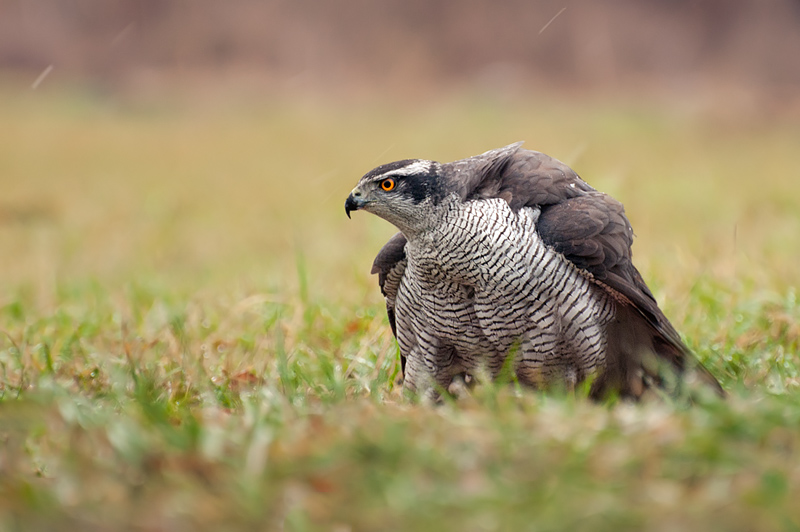 Jastrząb zwyczajny (Accipiter gentilis)