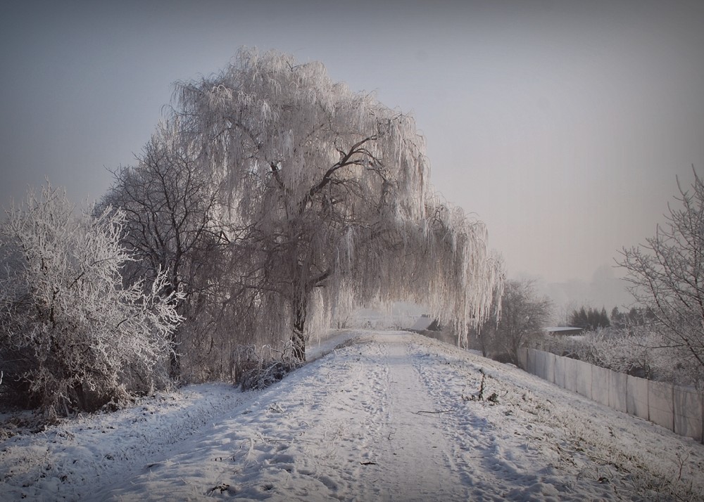 grudniowe zmarzlinki