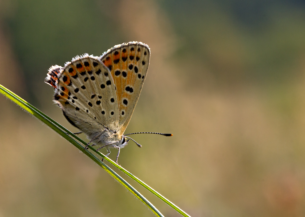 Pterophorus